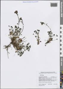 Камнеломка, Западная Европа (EUR) (Испания)