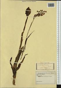Dactylorhiza romana subsp. guimaraesii (E.G.Camus) H.A.Pedersen, Западная Европа (EUR) (Неизвестно)