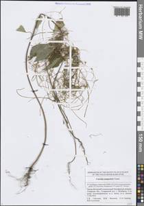 Повилика полевая Yunck., Восточная Европа, Средневолжский район (E8) (Россия)