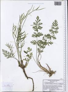 Dichoropetalum schottii (Besser ex DC.) Pimenov & Kljuykov, Западная Европа (EUR) (Италия)