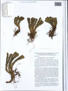 Баранец обыкновенный (L.) Bernh., Западная Европа (EUR) (Польша)