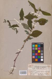 Crepidiastrum denticulatum subsp. denticulatum, Сибирь, Дальний Восток (S6) (Россия)