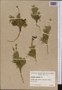 Дифазиаструм трехколосковый (Pursh) Holub, Америка (AMER) (Канада)