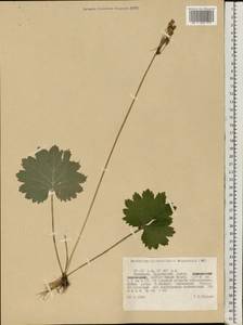 Primula matthioli subsp. altaica (Losinsk.) Kovt., Восточная Европа, Восточный район (E10) (Россия)