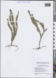 Spinulum annotinum subsp. annotinum, Восточная Европа, Центральный район (E4) (Россия)