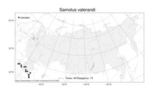 Samolus valerandi, Самолюс Валеранда L., Атлас флоры России (FLORUS) (Россия)