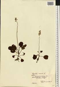 Грушанка малая L., Восточная Европа, Западно-Украинский район (E13) (Украина)