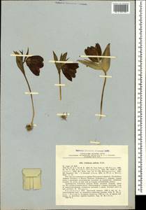 Рябчик широколистный Willd., Кавказ, Грузия (K4) (Грузия)