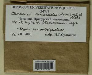 Climacium dendroides (Hedw.) F. Weber & D. Mohr, Гербарий мохообразных, Мхи - Среднее Поволжье (B9) (Россия)