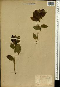 Hydrangea hirta (Thunb.) Siebold, Зарубежная Азия (ASIA) (Япония)