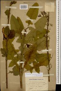 Lactuca prenanthoides (M. Bieb.), Кавказ, Черноморское побережье (от Новороссийска до Адлера) (K3) (Россия)