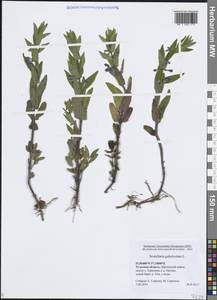 Шлемник обыкновенный L., Восточная Европа, Центральный район (E4) (Россия)