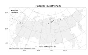 Papaver leucotrichum, Мак белошерстистый Tolm., Атлас флоры России (FLORUS) (Россия)