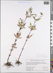 Череда олиственная, Череда многолистная L., Восточная Европа, Северный район (E1) (Россия)