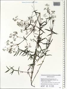 Подмаренник северный L., Сибирь, Прибайкалье и Забайкалье (S4) (Россия)