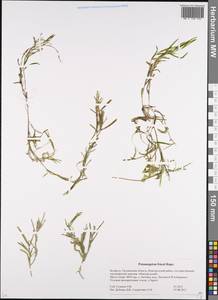 Рдест Фриза, Рдест Фриса Rupr., Восточная Европа, Белоруссия (E3a) (Белоруссия)