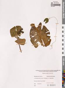 Кубышка малая (Timm) DC., Сибирь, Чукотка и Камчатка (S7) (Россия)