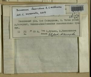 Dicranum laevidens R.S. Williams, Гербарий мохообразных, Мхи - Красноярский край, Тыва и Хакасия (B17) (Россия)