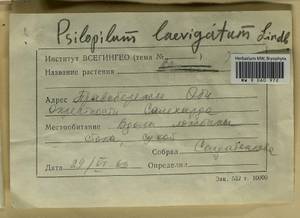 Psilopilum laevigatum (Wahlenb.) Lindb., Гербарий мохообразных, Мхи - Западная Сибирь (включая Алтай) (B15) (Россия)