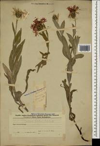 Centaurea cheiranthifolia subsp. cheiranthifolia, Кавказ, Азербайджан (K6) (Азербайджан)