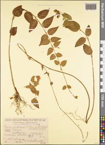 Vinca pubescens × herbacea, Кавказ, Грузия (K4) (Грузия)
