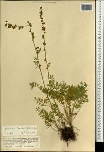 Artemisia laciniata subsp. laciniata, Монголия (MONG) (Монголия)
