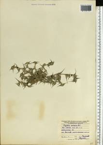 Sporobolus aculeatus (L.) P.M.Peterson, Восточная Европа, Центральный лесостепной район (E6) (Россия)