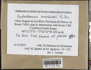 Leptostomum menziesii R. Br., Гербарий мохообразных, Мхи - Америка (BAm) (Чили)