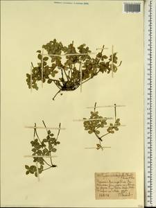 Переромия четырехлистная (G. Forst.) Hook. & Arn., Африка (AFR) (Эфиопия)