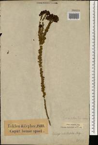 Selago rotundifolia L. fil., Африка (AFR) (ЮАР)