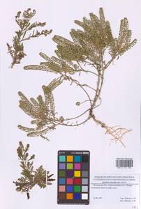 Клоповник густоцветковый Schrad., Восточная Европа, Московская область и Москва (E4a) (Россия)