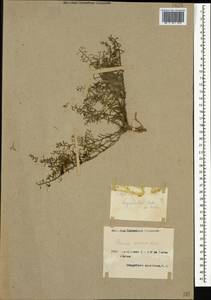 Ленец ветвистый Hayne, Кавказ, Армения (K5) (Армения)