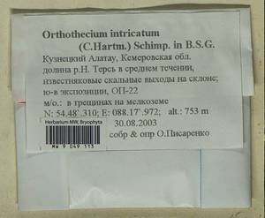 Orthothecium intricatum (Hartm.) Schimp., Гербарий мохообразных, Мхи - Западная Сибирь (включая Алтай) (B15) (Россия)