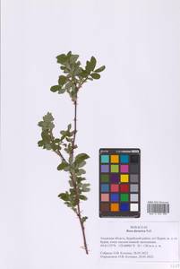 Шиповник даурский Pall., Сибирь, Дальний Восток (S6) (Россия)