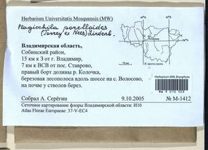 Plagiochila porelloides (Torr. ex Nees) Lindenb., Гербарий мохообразных, Мхи - Центральное Нечерноземье (B6) (Россия)