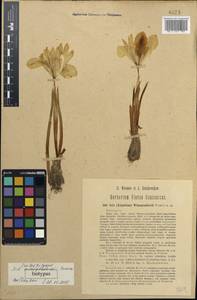 Iris winogradowii Fomin, Кавказ, Грузия (K4) (Грузия)