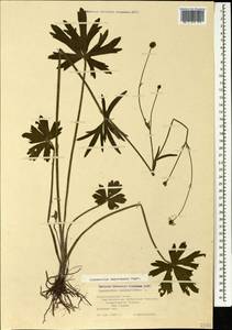 Ranunculus polyanthemos subsp. meyerianus (Rupr.) Elenevsky & Derv.-Sokol., Кавказ, Черноморское побережье (от Новороссийска до Адлера) (K3) (Россия)