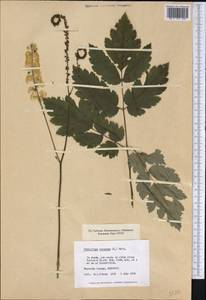 Actaea racemosa L., Америка (AMER) (США)