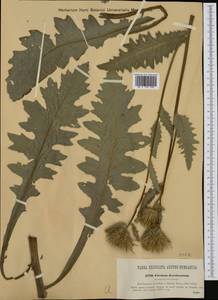 Cirsium ×rigens (Dryand. ex Aiton) Wallr., Западная Европа (EUR) (Италия)