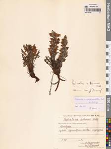 Мытник лисохвостый Steven ex Spreng., Сибирь, Чукотка и Камчатка (S7) (Россия)