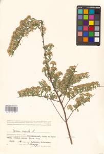 Спирея городчатая, Таволга городчатая L., Восточная Европа, Нижневолжский район (E9) (Россия)