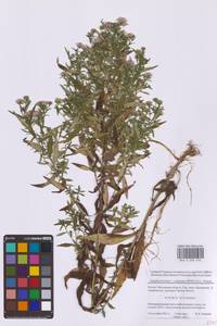 Symphyotrichum ×salignum (Willd.) G. L. Nesom, Восточная Европа, Московская область и Москва (E4a) (Россия)