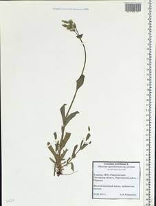 Dichodon perfoliatum (L.) Á. Löve & D. Löve, Восточная Европа, Северо-Украинский район (E11) (Украина)