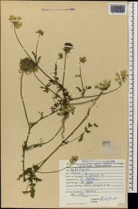 Морковь обыкновенная, Морковь дикая L., Кавказ, Грузия (K4) (Грузия)