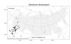 Geranium divaricatum, Герань растопыренная Ehrh., Атлас флоры России (FLORUS) (Россия)