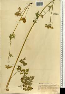 Сныть альпийская Ledeb., Монголия (MONG) (Монголия)