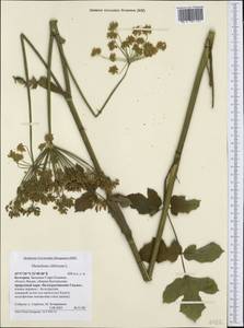 Heracleum sphondylium subsp. glabrum (Huth) Holub, Западная Европа (EUR) (Болгария)