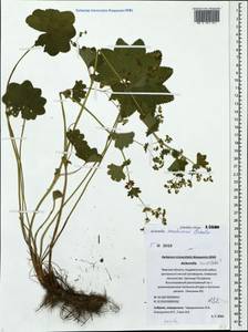 Манжетка Воротникова Czkalov, Восточная Европа, Северо-Западный район (E2) (Россия)