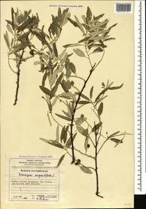 Лох узколистный, Лох обыкновенный L., Кавказ, Азербайджан (K6) (Азербайджан)