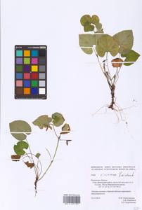 Фиалка Ривиниуса Rchb., Восточная Европа, Центральный район (E4) (Россия)